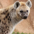 Spotted Hyena