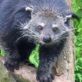Binturong