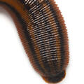 Leech